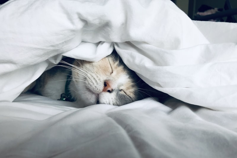 sommeil nuit